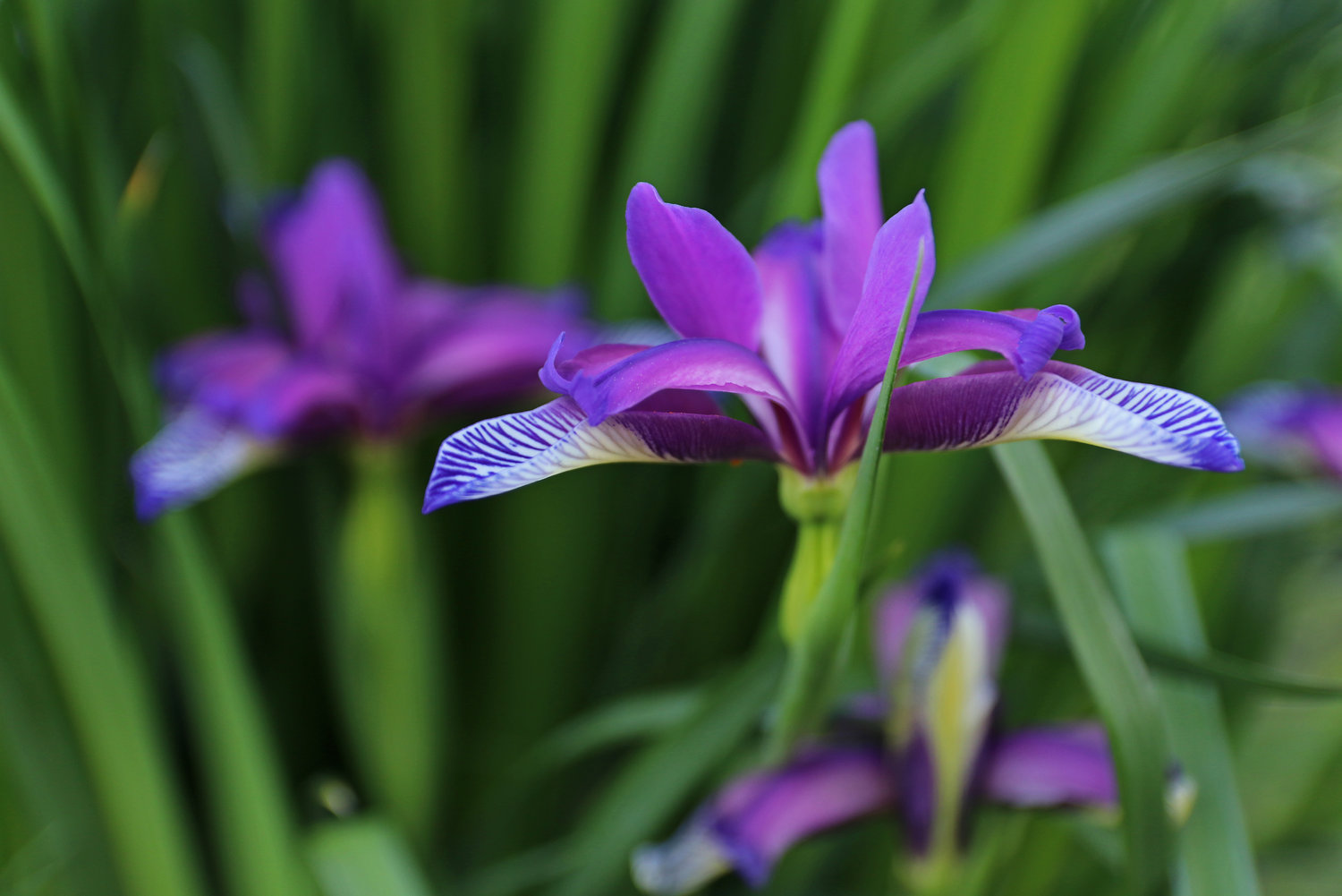 Iris graminea, such as those treasured by columnist Madeleine Wilde.