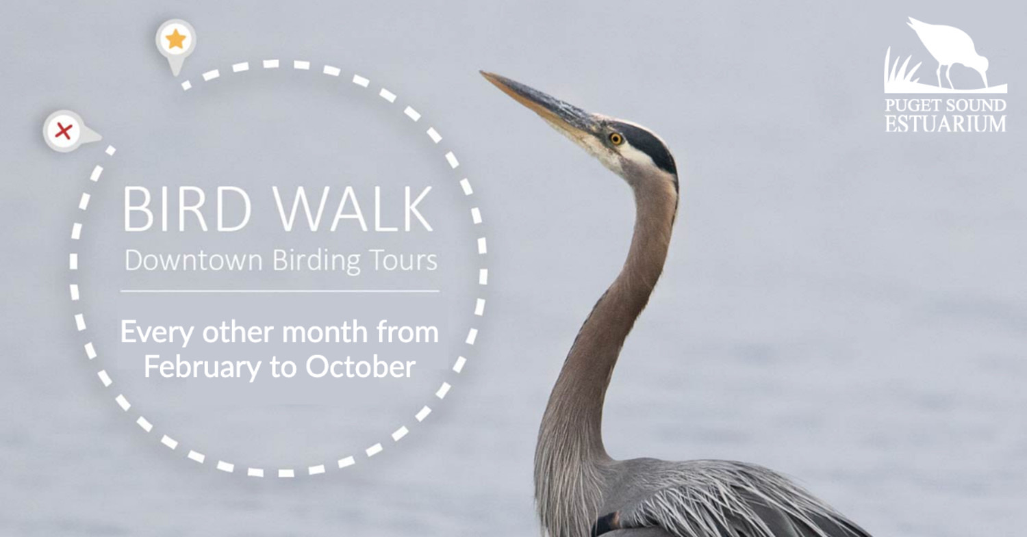 Downtown Bird Walk with the Estuarium | The JOLT News Organization, A  Washington Nonprofit Organization