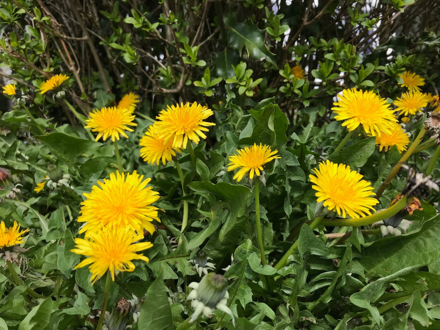 Here come the dandelions, right on schedule.
