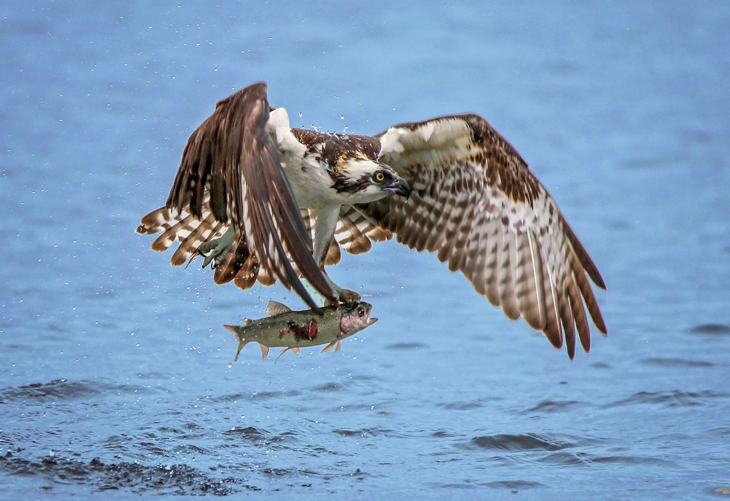 A hungry osprey is shown bringing home dinner.
