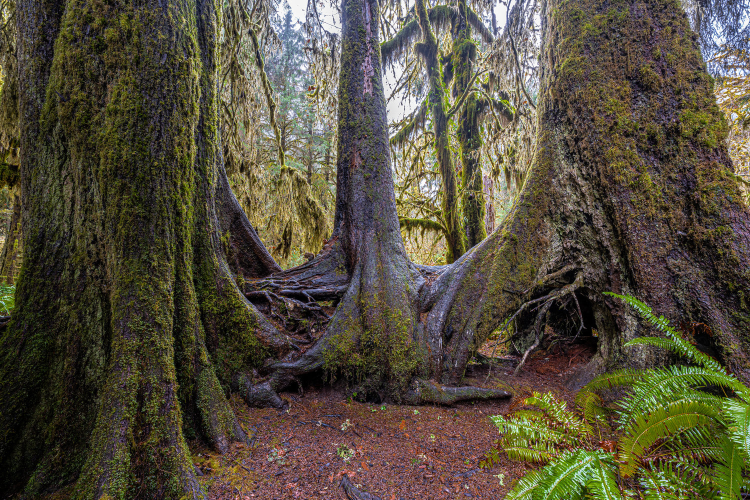 Three of Washington's dwindling giants are shown in this photo, taken in the Hoh Rainforest -- which is not part of a planned tree sale.