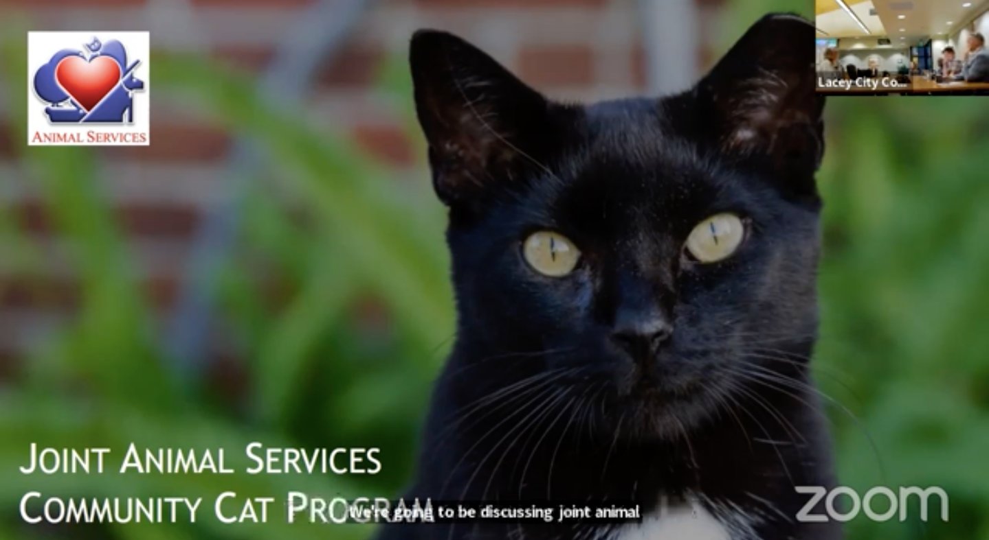 Animal Services pushes for Lacey Community Cat Program | The JOLT News  Organization, A Washington Nonprofit Organization