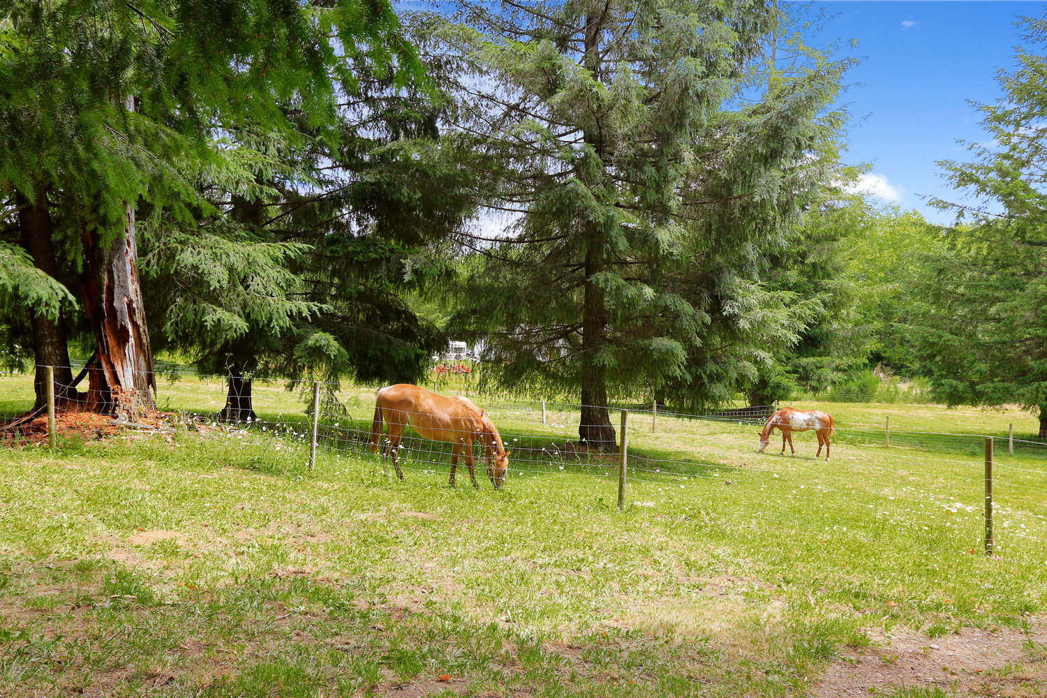 Photo of horses on a farm in Olympia.